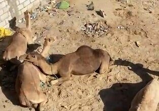 Photo of اعتقال عصابة يشتبه بسرقتها لقطيع من الإبل بنواكشوط