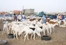 Photo of “عيد الأضحى في موريتانيا: فرحة الاحتفال تواجه تحديات الغلاء وارتفاع الأسعار”